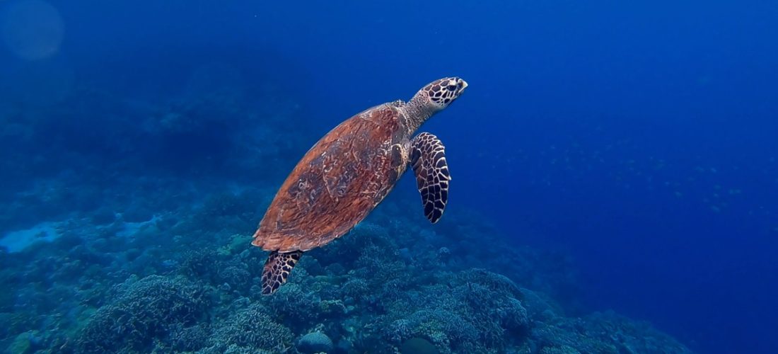 Hawksbill turtle swimming in deep blue water